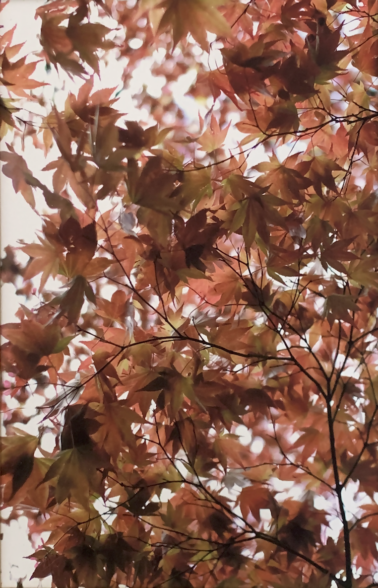Irohamomiji — beeld 2