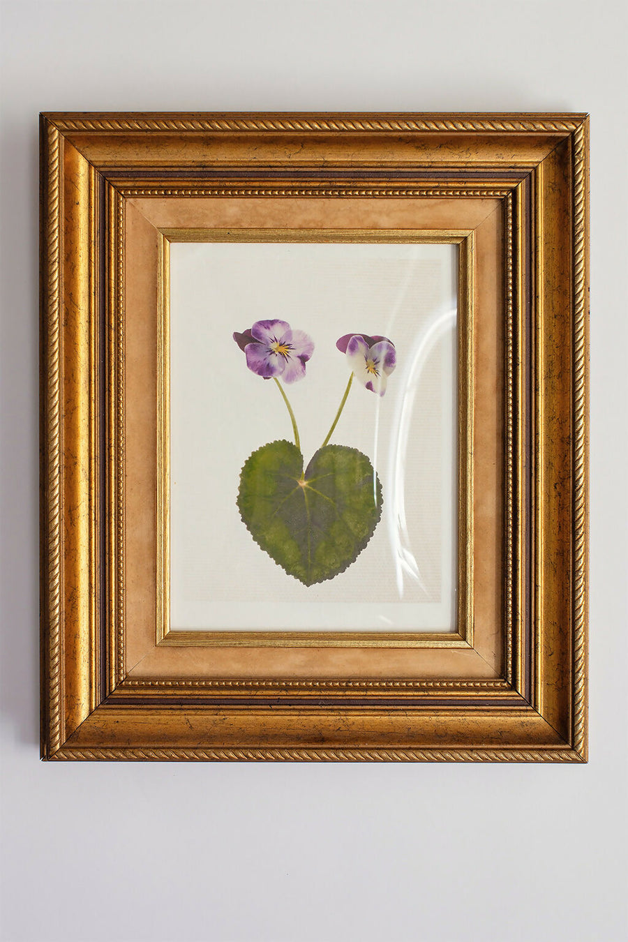Viola