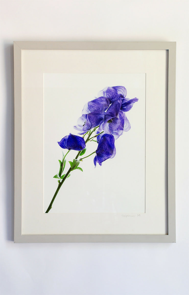 Delphineum (ridderspoor)