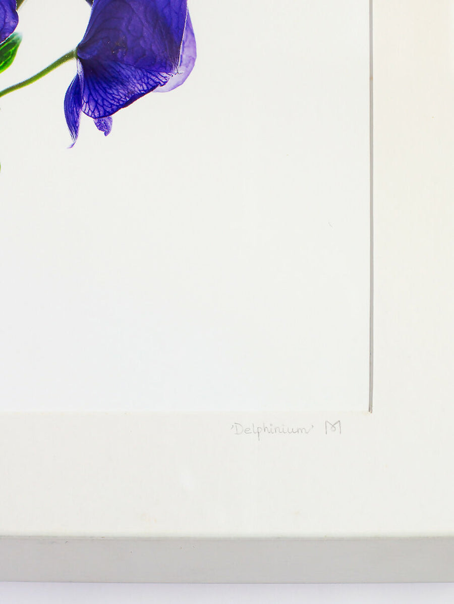 Delphineum (ridderspoor) — beeld 2